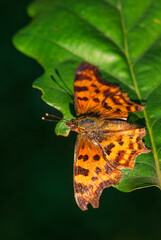 Comma Butterfly - Polygonia c-album, beautiful brushfoot butterfly from European fields and...
