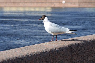 White seagull sits on a granite embankment near the river
