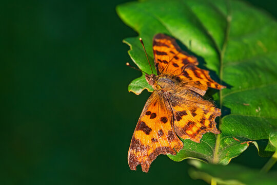 Comma Butterfly - Polygonia c-album, beautiful brushfoot butterfly from European fields and meadows, Zlin, Czech Republic.