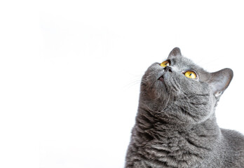 A curious british gray cat looks up. White background