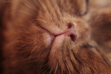 Nase einer Katze Kitten