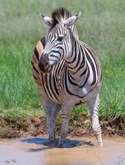 Zebra standing in the water in Rietvlei Nature reserve South Africa