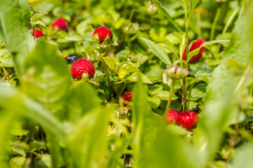 Ripe fruits of wild forest strawberries 