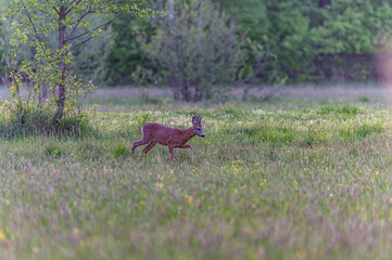 roe deer in the wild