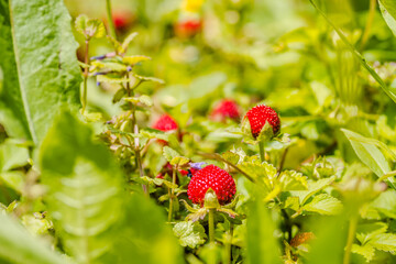 Ripe fruits of wild forest strawberries 