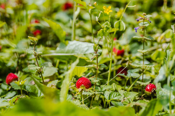 Ripe fruits of wild forest strawberries 