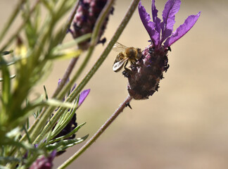 honey bee feeding on lavender
