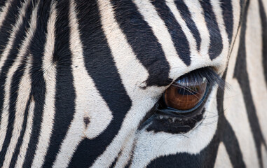 Zebra close-up with detailed eye in Rietvlei Nature reserve South Africa