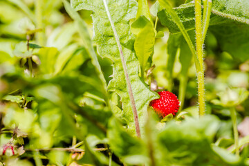 Ripe fruits of wild forest strawberries 