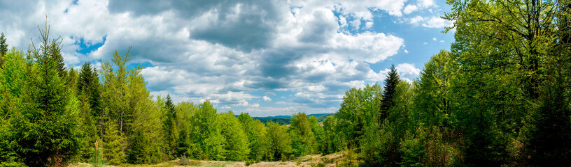 Fototapeta premium Beauitful zdjęcie zielonego lasu. Sosny i ścieżka w lesie. Lato w tle góry. Góra Riła, Bułgaria
