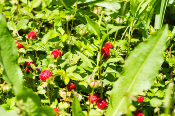 Ripe fruits of wild forest strawberries 