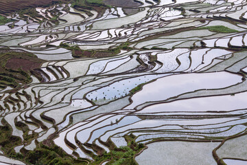 Terraced rice fields in Yuanyang in the Ailao mountains, Yunnan province of China. 