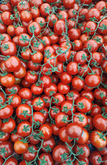 organic bunch tomatoes sold in the village market