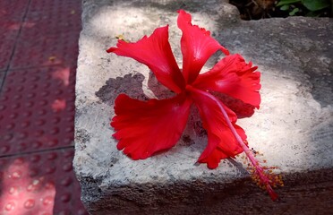 Obraz premium Image of a Hibiscus, also known as China Rose and Gudhal. Captured in summer 