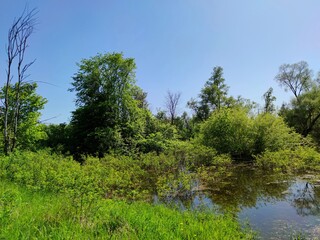 green river bank with trees and bushes in the water after the spill of the river against the blue sky on a sunny day