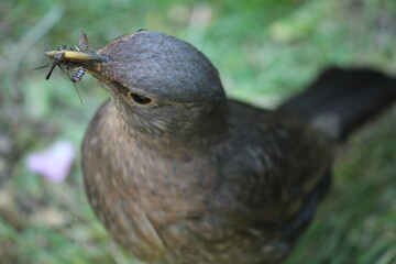 Female blackbird collecting food for her nesting young.