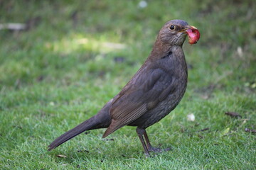 Female blackbird collecting food for her nesting young.