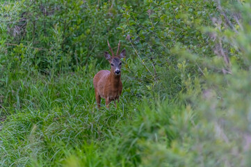 roe deer stag in the wild