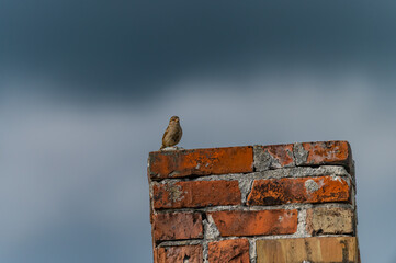 Sparrow on a chimney