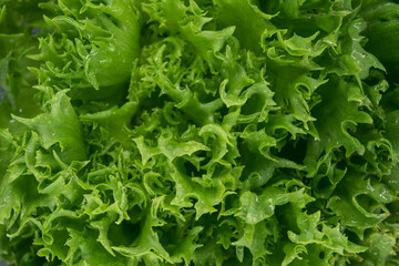 Juicy green lettuce leaves close-up