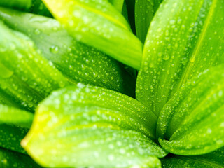 Drops of rain on the large green leaves. Natural background. Home gardening. Host leaves.