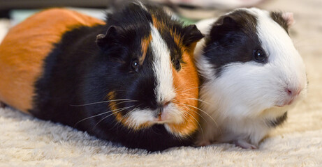 Two guinea pigs in close-up