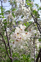 A sakura tree filled with cherry plum blossom, which is just beginning to open in spring