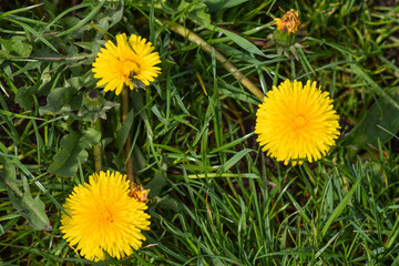 Yellow dandelion flowers in green grass