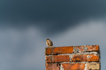Sparrow on a chimney