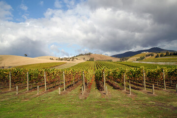Vines growing in the Yarra Valley. The area is renown for its wine production due to the high...