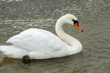 Beautiful white swan on the clear waters of the lake; 
