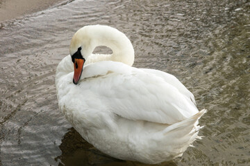 Obraz premium Beautiful white swan on the clear waters of the lake; 