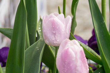 Fototapeta premium Beautiful pink tulips after the spring rain