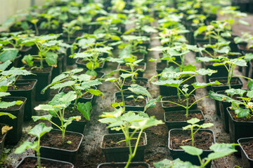Young green paulownia tree. Breeding of flowering trees by a gardener on an industrial scale. Many flowerpots in the farmer's greenhouse.