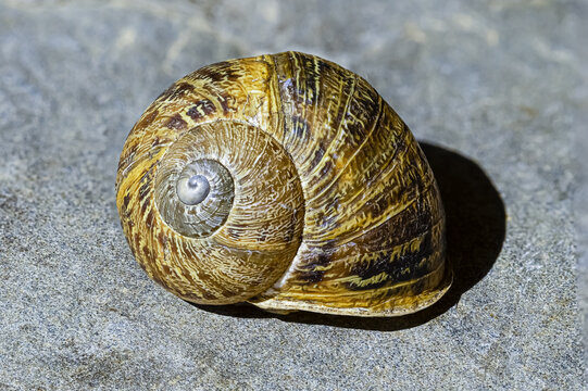 empty snail shell close up