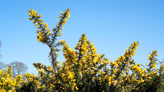 A gorse bush with yellow flowers against a bright blue sky