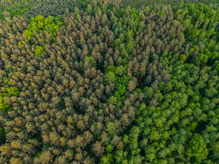 aerial view of a forest