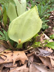 green flower