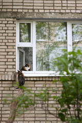 Fototapeta na wymiar An open window, one cat sits on the windowsill of the window of an apartment building, the second came to visit him. Meeting a date of a domestic purse and a domestic cat.