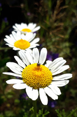 Fototapeta premium Daisies, chamomile flowers in the spring in green fields. insects placed on daisies in a daisy field.