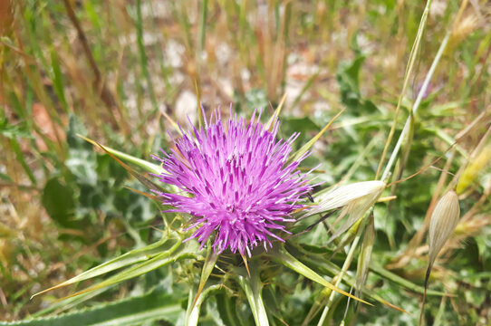 Milk thistle seen in spring and summer
