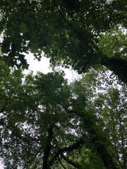 trees in the forest
