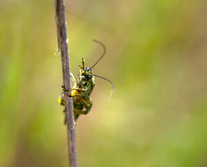close up of small longhorn beetle