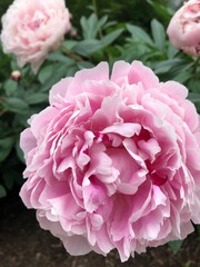 pink peony flower