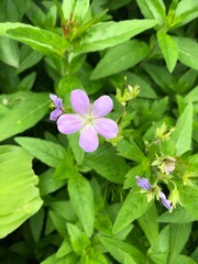 pink and white flowers