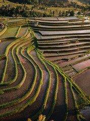 Jatiluwih rice terraces at sunrise in Bali, Indonesia