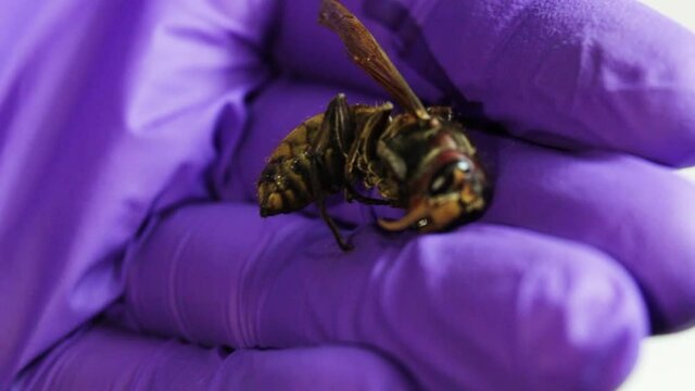 Inspeccionando una avispa con guantes de color morado sobre un fondo blanco