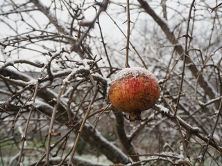 Frozen promegranate on a tree with snow - Freezing temperatures and snow bring harvest challenges