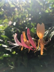 flower in the garden