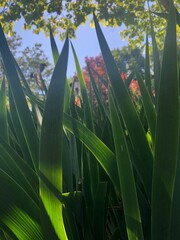 grass and sky